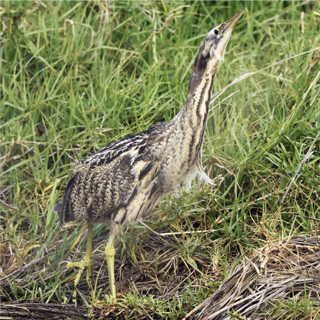 Australasian Bittern